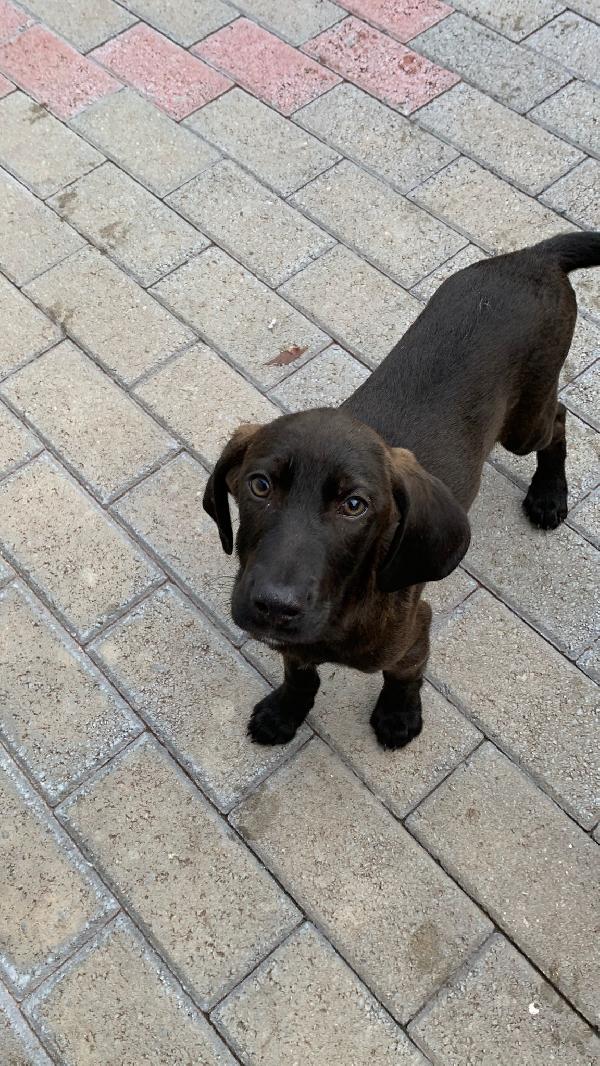 TIM E TITO CUCCIOLI Foto 2